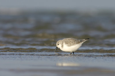 Drieteenstrandloper - Calidris alba