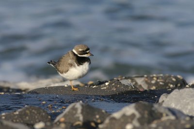 Bontbekplevier - Charadrius hiaticula