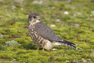 Smelleken / Merlin