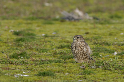 Smelleken / Merlin