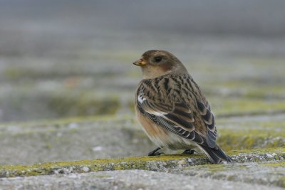 Sneeuwgors / Snow Bunting