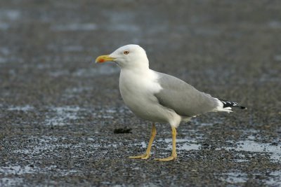 Geelpootmeeuw - Larus michahellis