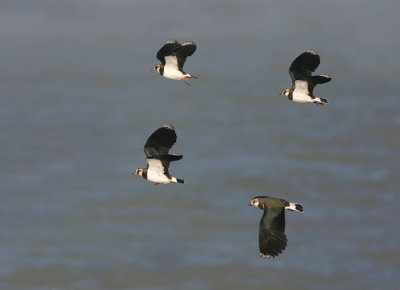 Kievit - Northern Lapwing