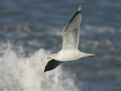 Zilvermeeuw - Herring Gull