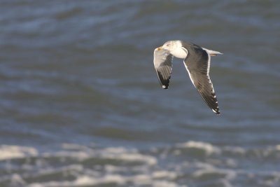 Kleine Mantelmeeuw - Lesser Black-backed Gull