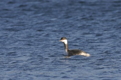 Kuifduiker - Slavonian Grebe