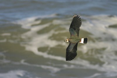 Kievit - Northern Lapwing