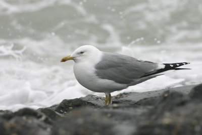 Geelpootmeeuw - Yellow-legged Gull