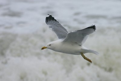 Geelpootmeeuw / Yellow-legged Gull