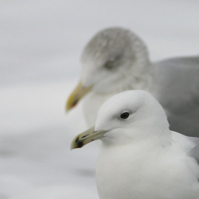 Pontische Meeuw - Caspian Gull