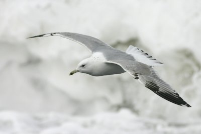 Pontische Meeuw - Caspian Gull