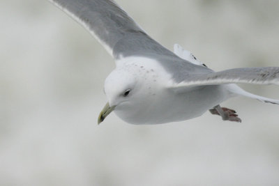 Pontische Meeuw - Caspian Gull