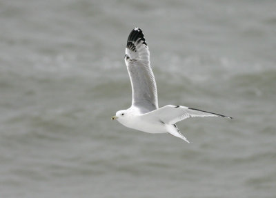 Pontische Meeuw / Caspian Gull