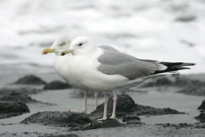 Pontische Meeuw - Caspian Gull