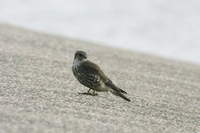 Smelleken - Merlin