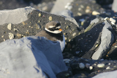 Bontbekplevier - Great Ringed Plover