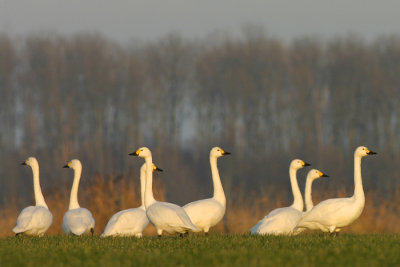 Kleine Zwaan - Bewick's Swan