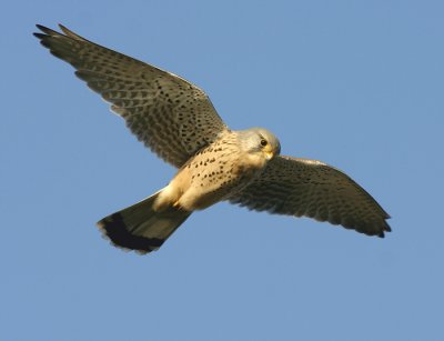 Torenvalk - Common Kestrel