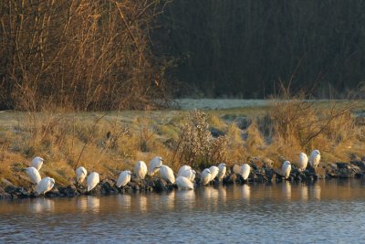 Kleine Zilverreiger - Little Egret