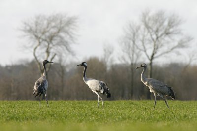 Kraanvogel / Crane
