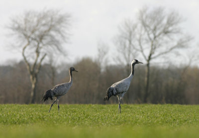 Kraanvogel / Crane
