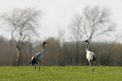Kraanvogel / Crane