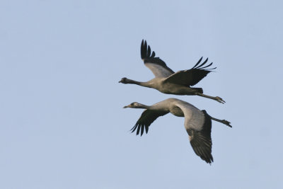 Kraanvogel / Crane
