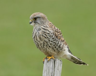 Torenvalk / Kestrel