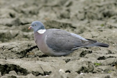 Wood Pigeon