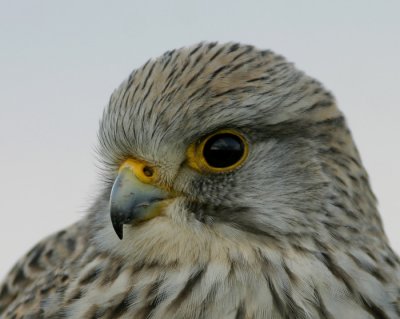 Torenvalk / Kestrel