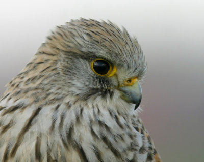 Torenvalk / Kestrel