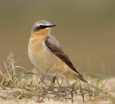 Tapuit / Wheatear