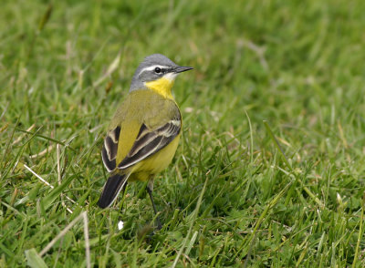 Yellow Wagtail