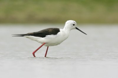 Steltkluut / Black-winged Stilt