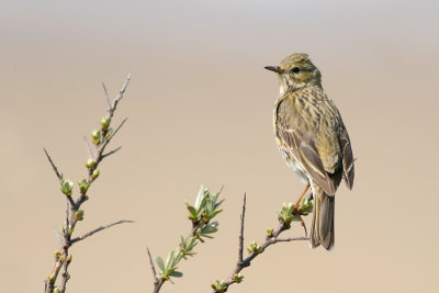 Graspieper / Meadow Pipit