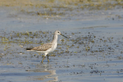 Poelruiter / Marsh Sandpiper