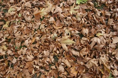 Autumn Leaves Audley End