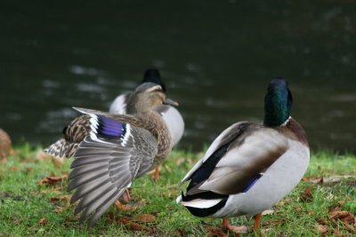 Scoobies - Audley End 1107 081.jpg