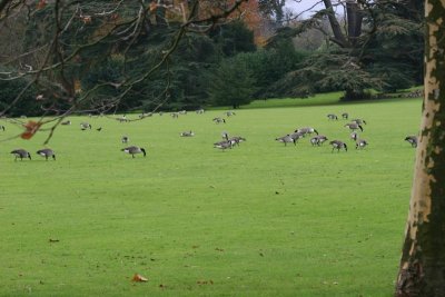 Scoobies - Audley End 1107 088.jpg
