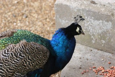Scoobies - Audley End 1107 112.jpg