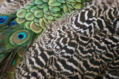 Peacock Audley End