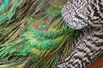 Peacock  Audley End