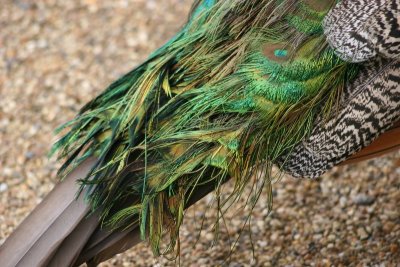 Peacock  Audley End