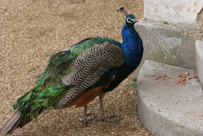 Scoobies - Audley End 1107 117.jpg