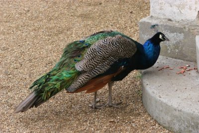 Scoobies - Audley End 1107 118.jpg