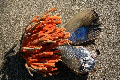 Treasure on the beach