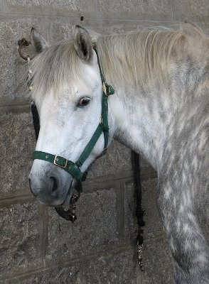 Queens horse. I wonder