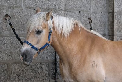 One of the horses at Balmoral Castle.