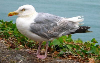 Seagull at St. Ives. Cornwall England