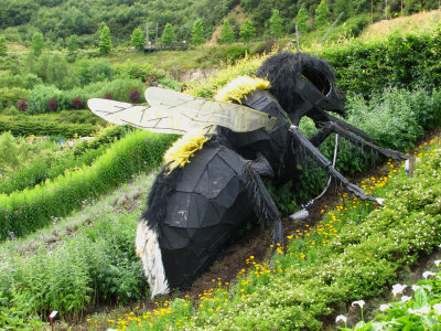 Bee at the Eden Project.. Cornwall.